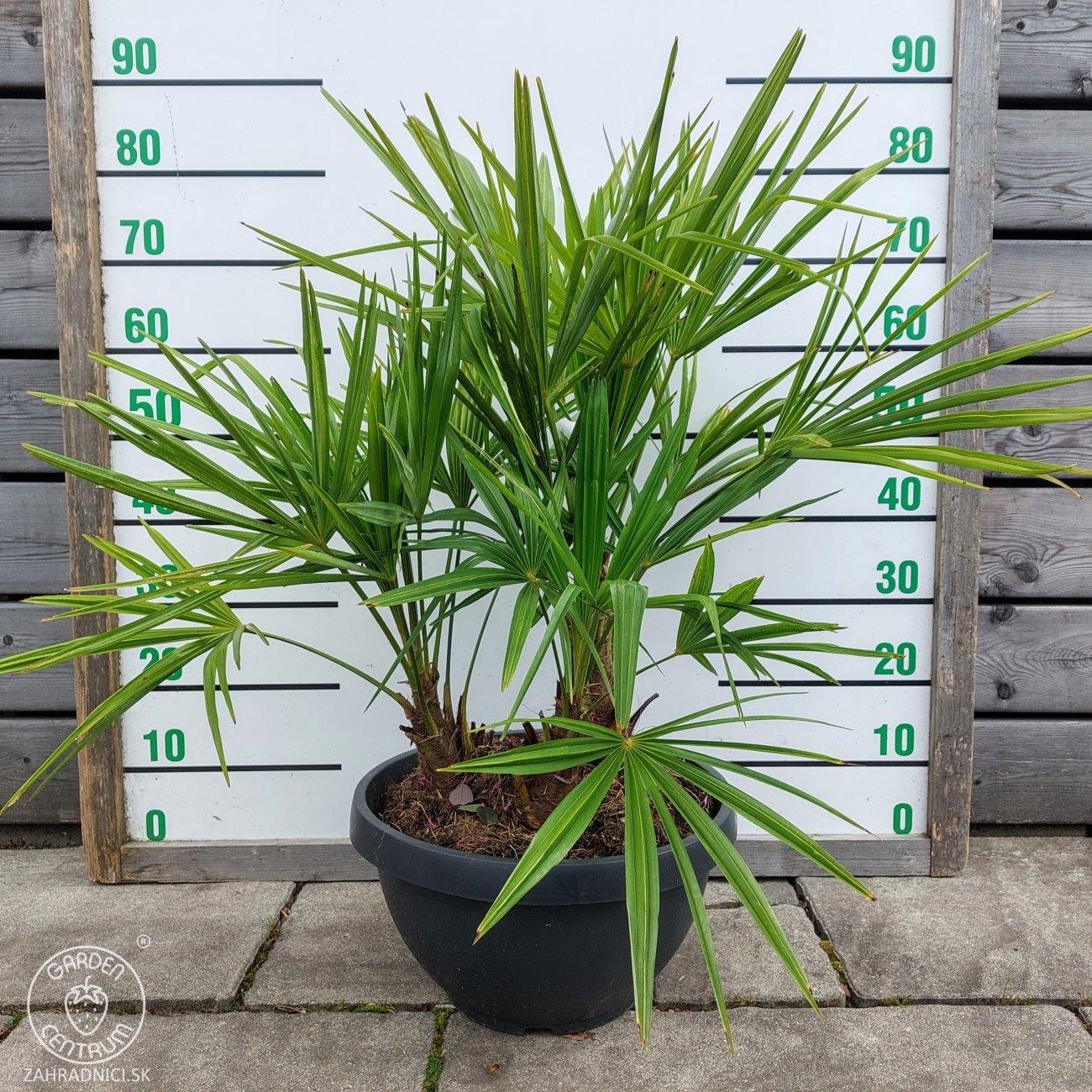 Obrázok Palma konopná (Trachycarpus fortunei) - výška kmeňa 10-20 cm, celková výška 60-90 cm - 3-4 palmy v jednom kvetináči, kont. C20L (-17°C)